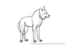 Wolf-2.pdf